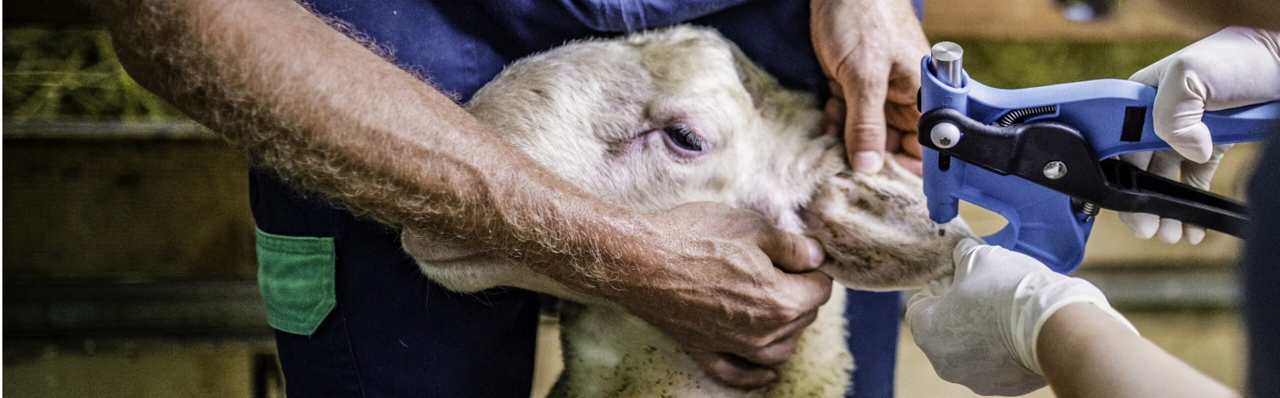 Supporting and Evolving the UK's Livestock Unique Identification System (LUIS)